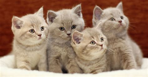 cat breeders near me|reputable cat breeders near me.